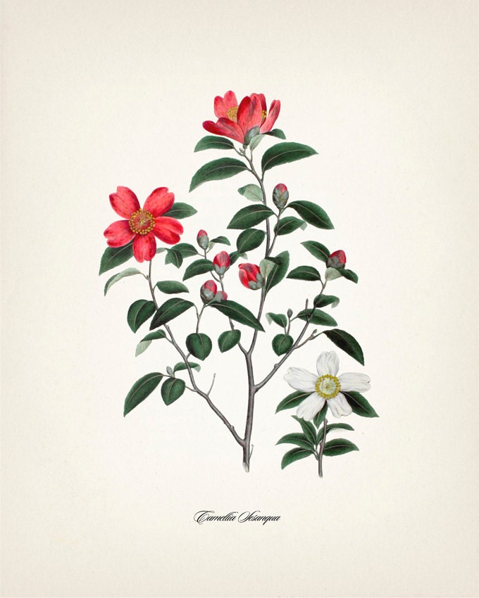 Christmas Camellia (Camellia Sesanqua) - 8x10 - Fine art print of a vintage natural history antique botanical illustration