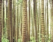 Woodland Tree Photography, Bright Green Forest Photo // Nature Photography, Tree, Home Décor, Fine Art, Brown, White, Spring, 10x13