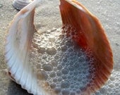 Seashell with Bubbles, Fine Art Print, 5x7, Beach Photography, Beach House Decor, Summer Photography
