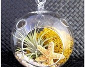 Air Plant Gift Hanging Glass Terrarium Globe Orb Under The Sea - Tillandsia Golden Moss Starfish Kit Thank You Housewarming Birthday Gift