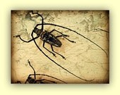 Beetle print, Fine Art Photography, insect Art, bug, creepy, 8x10 photograph