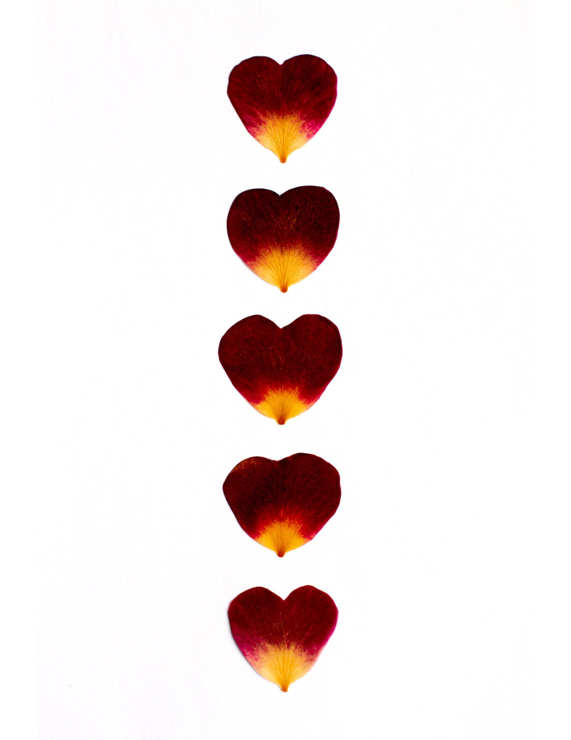 Heart Shaped Rose Petals Greeting Card