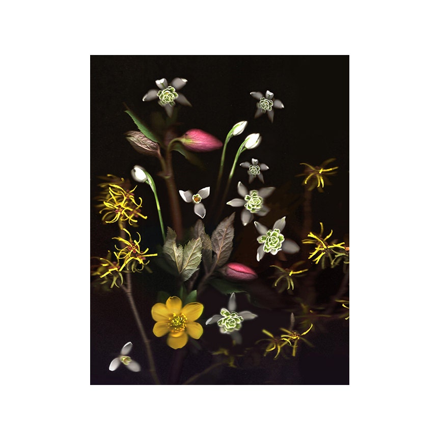 April Flowers Tapestry nature photograph - 11 x 14  yellow brown white pink dark background - GardenCapture