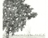 Indian Ash Tree Pencil Drawing