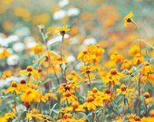 Field Of Flowers, Orange Flowers, White Flowers, Floral Photography, Mothers Day, Nature Photography, 8 x 10 Fine Art Photography - Colourscape