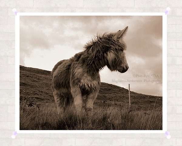Donkey 8x10 inch (20x25 cm)  Irish Landscape  Fine Art Photography - Nursery Home decor - Gift Idea - PhotoByMADA
