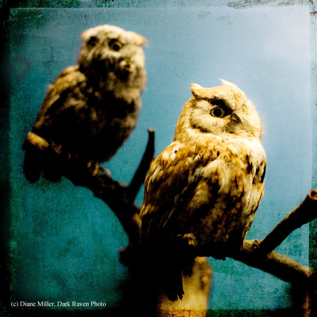 Owl Photography, Bird Photo, Nature Photography Print, Animal Photo, Golden Brown, Teal Blue, Aqua, Nature Photograph