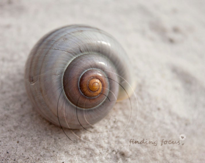 Seashell Photography, Silver Gray Spiral Sea Shell Beach Still Life Photo, Gold Chesnut Brown Coastal Cottage Decor, 8x10 Seashore Art Print