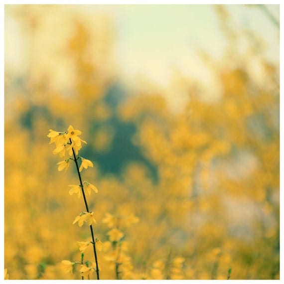 Flower Photograph  -  Spring - Forsythia  - Original Fine Art  Photograph - Yellow