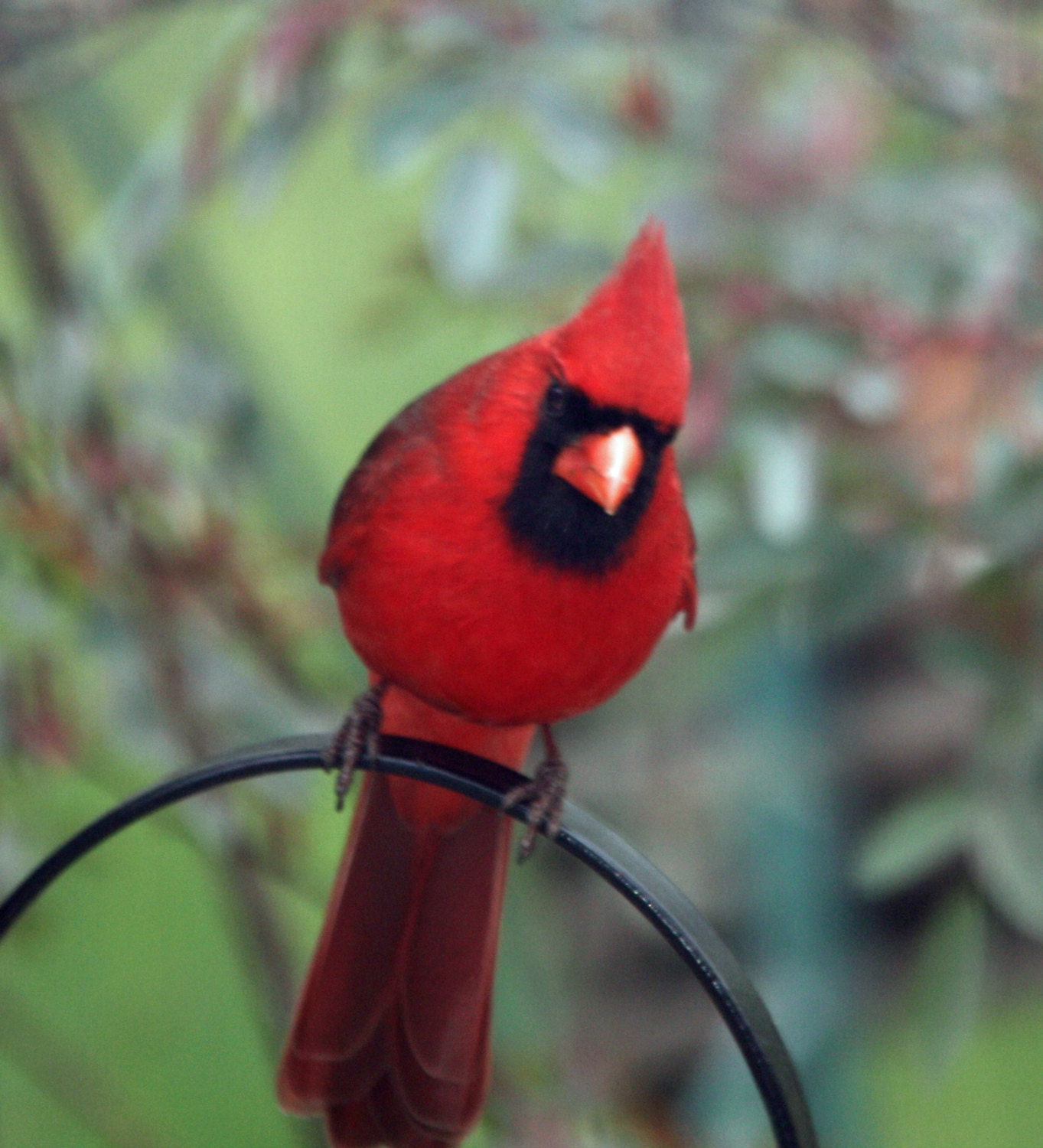 Nature photography Garden photos Red Cardinal male