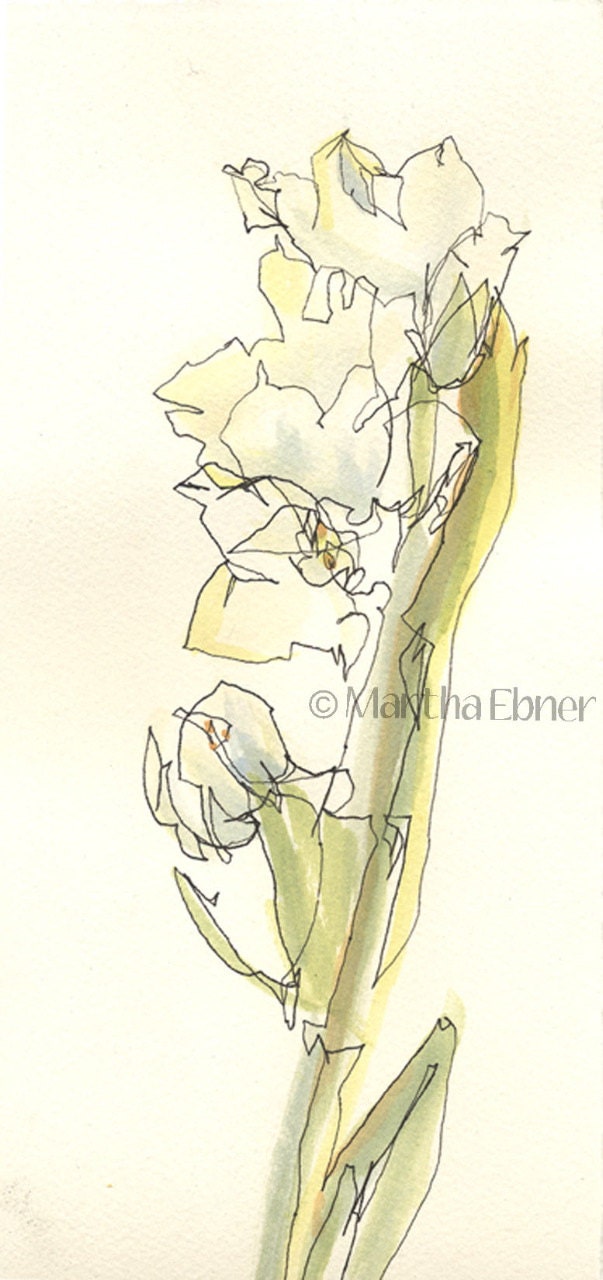 Narcissus Flower Stalk Watercolor Line Drawing by MarthaEbner