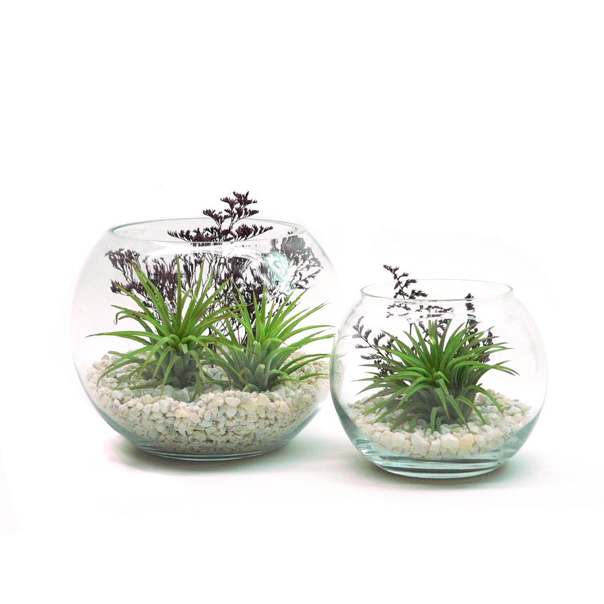 Items similar to Purple Rain Air Plant Terrarium Duo Indoor Glass