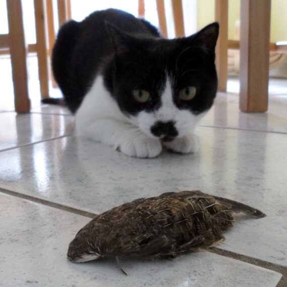 Real Quail Wing Cat Toy by SpadeAndFeather on Etsy