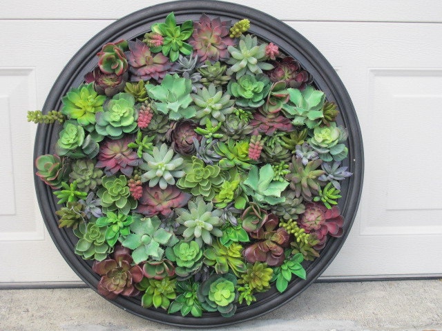 Succulent Wall Never Dies Never Have to Water - CreturesofHabit