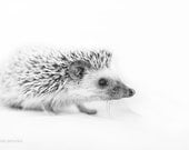 Hedgehog - 6x9 inches Fine Art Photograph - Original Signed Photo Print - a small African hedgehog - nursery wall art - from woodland - VaidaPhoto