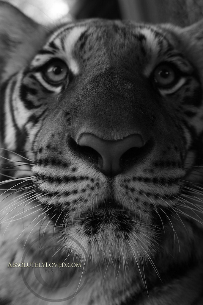 Black and White Tiger Wild Cat Photograph Fine by AnnaRiedelPhoto
