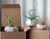 mixed trio // air plant sea urchins // by robincharlotte