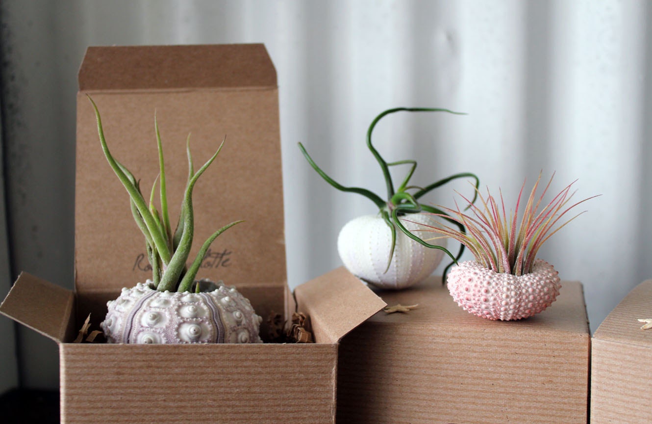 mixed trio // air plant sea urchins // by robincharlotte