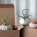 mixed trio // air plant sea urchins // by robincharlotte