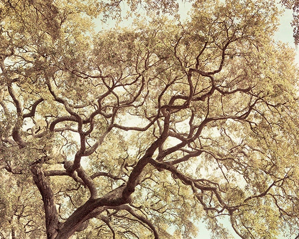 Oak Tree, Landscape Photography, Savannah Georgia, Spring, Branches, Earth Day, Nature Print - Morning Song