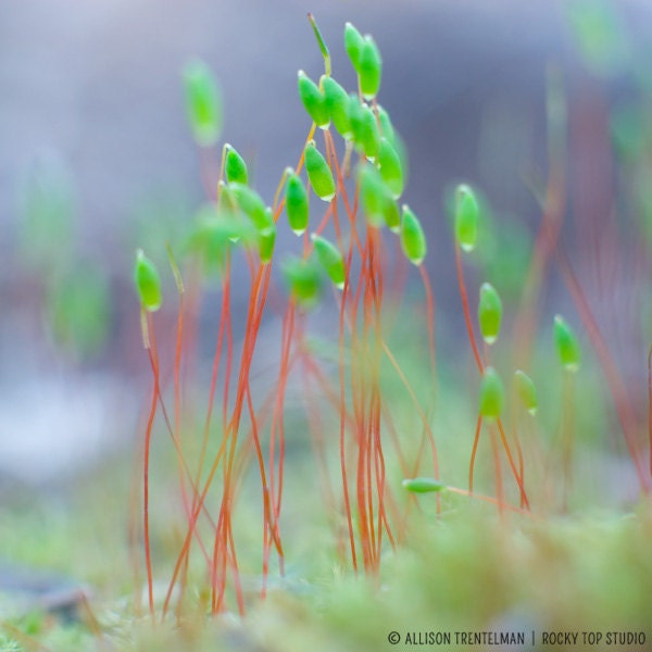 Woodland Wall Art, Whimsical Art, Nature Photography Print, Woodland Print, Sprouts, Forest Room Decor, Moss Sporangia, Fine Art Photograph