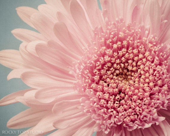 Still Life Photography, Flower Art, Floral Photo, Flower Photograph, Flower Wall Art, Floral Artwork, Pink, Teal, Aqua, Spring Flower Decor