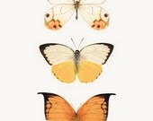 Orange & Yellow Butterfly Print, Still Life Photography, Nature Photography, Sunny Yellow, Cheerful, Happy, Butterfly Art, Nature Wall Art