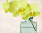 Orchid Photo, Flower Print, Floral Photo, Orchid Photograph, Still LIfe Photography Print , Orchid Art, Flower Photograph, Wall Decor