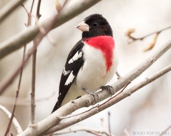Animal Photography, Rose Breasted Grosbeak Bird Photo, Animal Photograph, Nature Photography Print, Wildlife Photo, Woodland Animal Wall Art