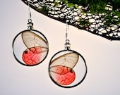 Real Pink Glasswing Butterfly Wing Earrings Round with Sterling Hooks Cithaerius merolina