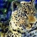 Leopard Art Wildcat Art Safari Africa Wildlife Nature Art Print