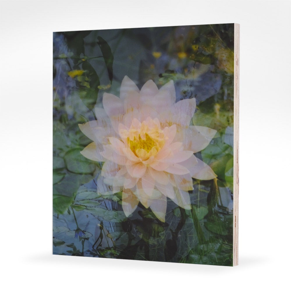 floating lotus.  8" x 10" photograph mounted to maple panel.  ready to hang.
