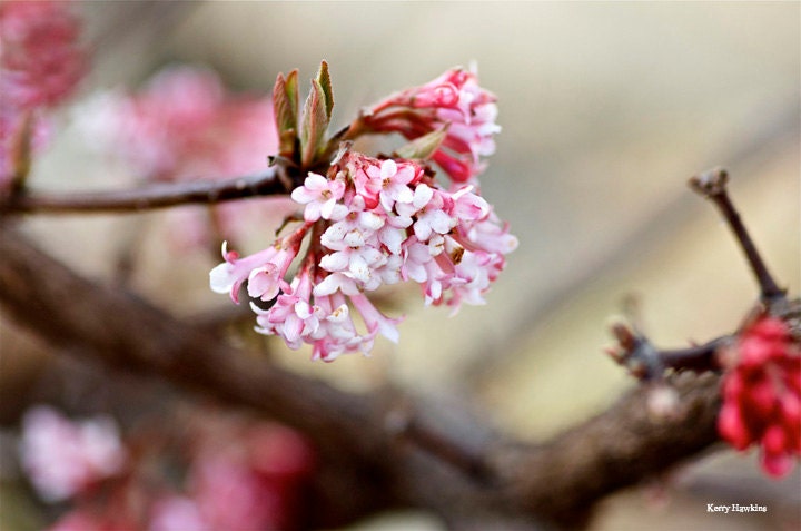 Little Pink Flowers Photo Print, 8x10 Matted photo