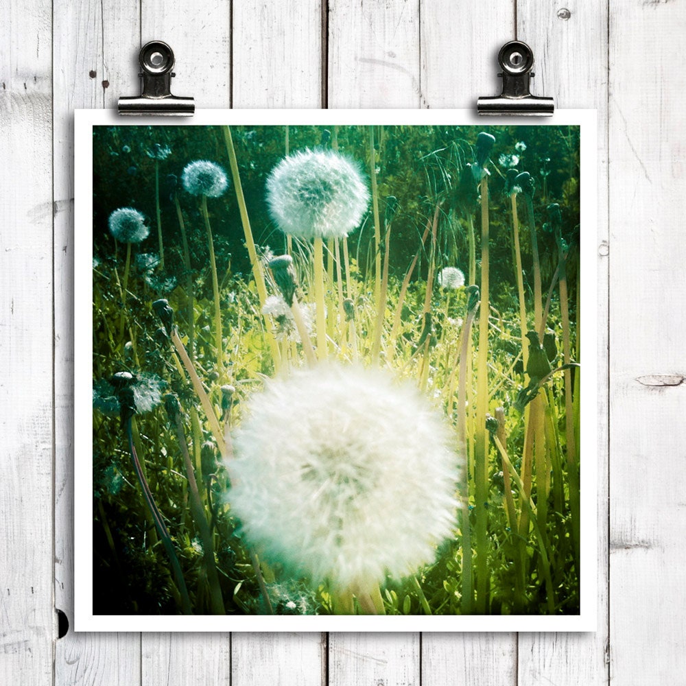 flower photography, dandelions, summer, nature, green, modern home decor, wall art - "Hello There" - 5x5 photograph