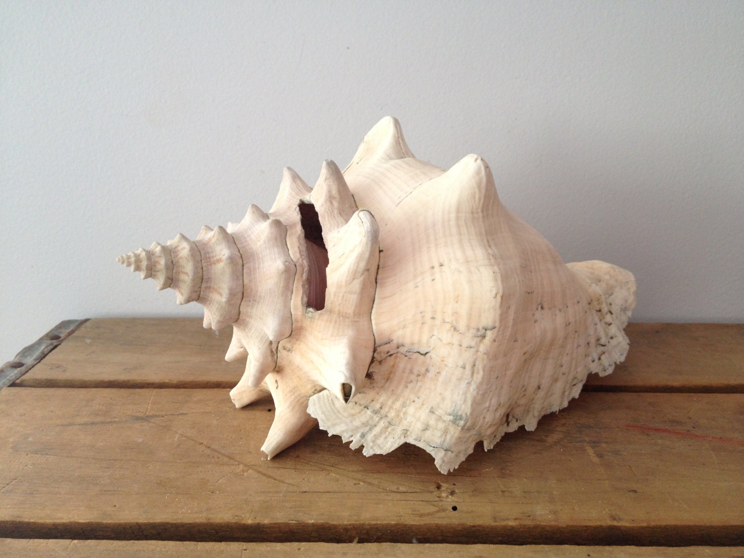 Conch Sea Shell - Shabby Chic Decor - Beach Decor - Nautical Decor