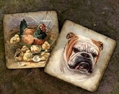 Coaster, Barnyard (Coasters) English Bulldog guarding the Chickens  Set of 2 Drink Coasters, Home decor Animal coasters
