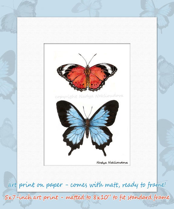 Butterflies - Matted Art Print - 5x7inches matted to 8x10 inches - fine art giclee reproduction, woodland natural history art