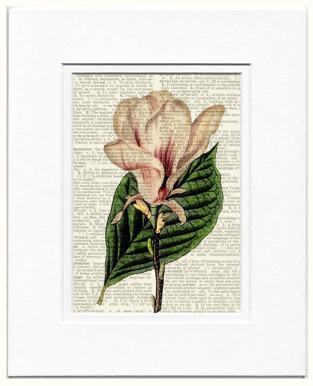 vintage magnolia artwork printed on page from old dictionary