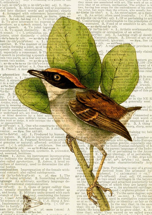Hooded Gnateater male - 1800's bird artwork printed on page from vintage dictionary - NEW