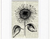 Sunflower - Vintage 1950s etched-style sunflower printed on page from old dictionary