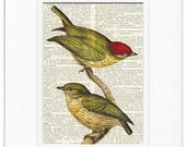 bird-1800's bird artwork - Striped Manakin-printed on page from vintage dictionary