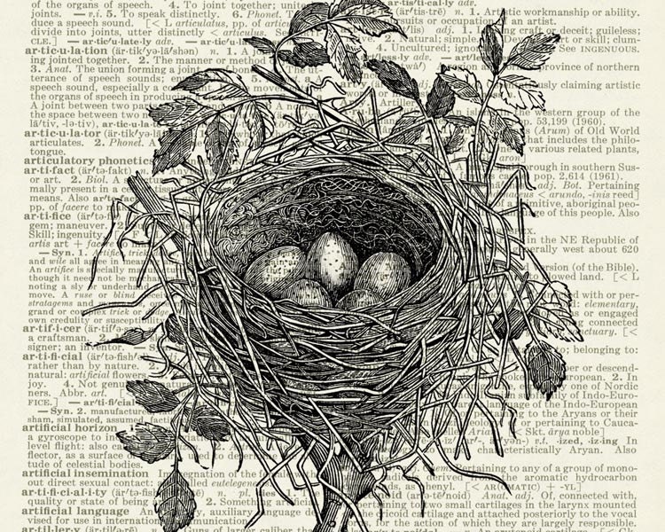 birds nest I - vintage bird nest artwork printed on page from old dictionary