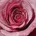 rose - farmers market rose printed on page from vintage dictonary