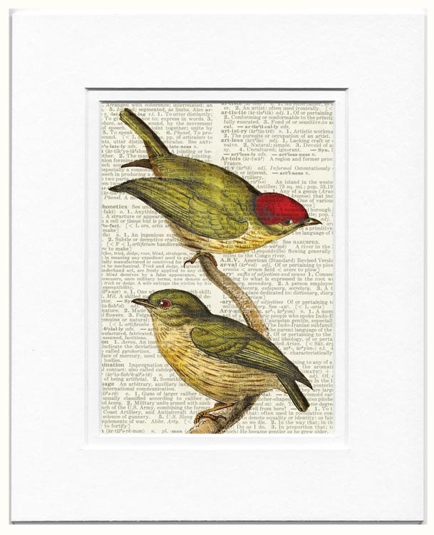 bird-1800's bird artwork - Striped Manakin-printed on page from vintage dictionary
