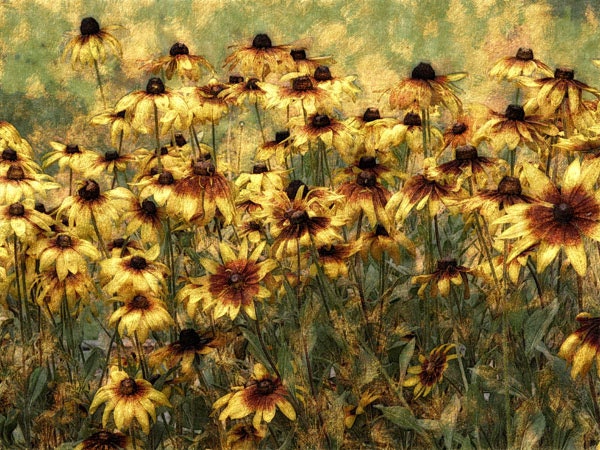 Cone Flower Fine Art Photography,  Digital Enhanced Photo, Office Wall Art, 12x17 Giclee Print