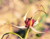 Orchid flower photo 8x10 Australian nature print decor bright bokeh fine art PRINTED TO ORDER
