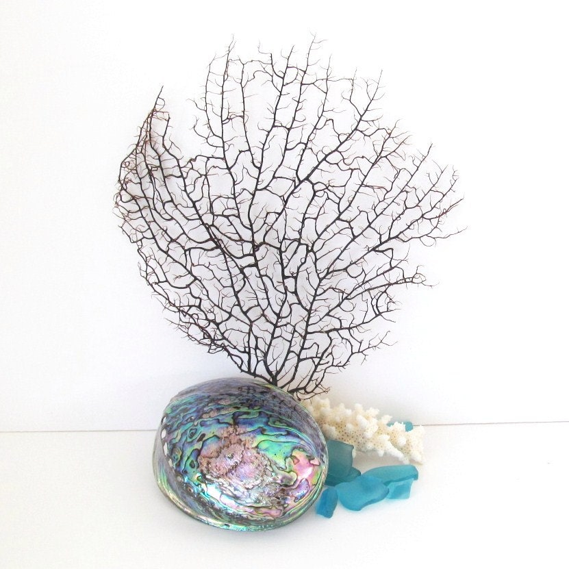 Black Sea Fan Paua Shell Branch Coral and Aqua Sea Glassl Nautical Decor