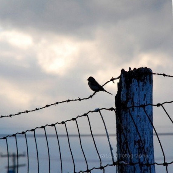 Bird Photography, Grey, Blue, Animal Photo, Nature Picture, Landscape, Sky, Fence, - 5x5 inch Print- On The Fence
