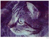 Photography Cat