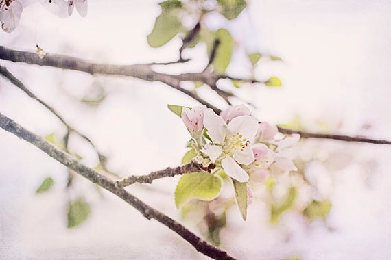 Apple Blossom Photograph, White Flower Wall Decor,  Shabby Chic Pastel  Flower Photography,  Nature Photography, Still Life